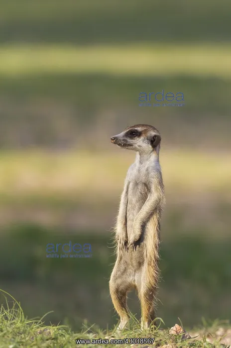 : Suricate - also called Meerkat - guard on the lookout : Suricate - also called Meerkat - guard on the lookout