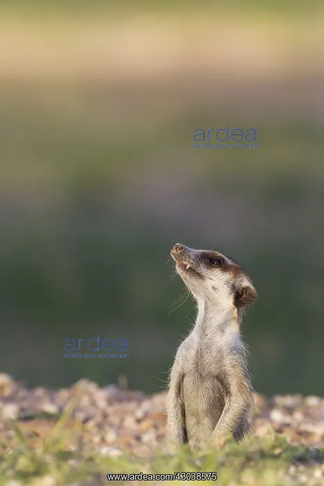 : Suricate - also called Meerkat - guard on the lookout : Suricate - also called Meerkat - guard on the lookout