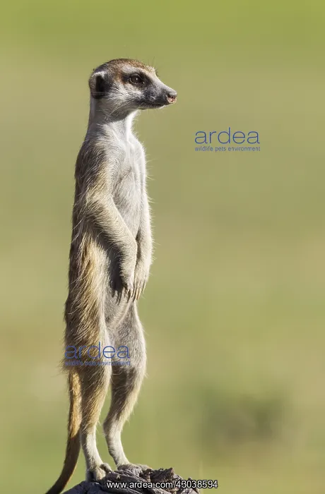 : Suricate - also called Meerkat - guard on the lookout : Suricate - also called Meerkat - guard on the lookout