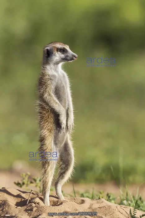  : Suricate - also called Meerkat - guard on the lookout