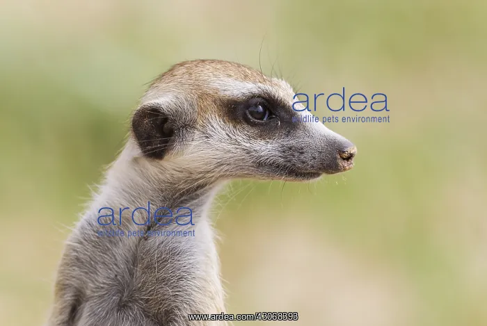 : Suricate - also called Meerkat - guard on the lookout : Suricate - also called Meerkat - guard on the lookout
