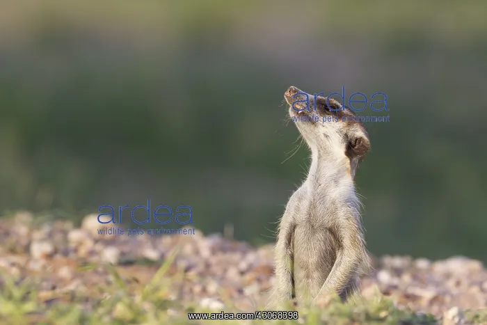  : Suricate - also called Meerkat - guard on the lookout