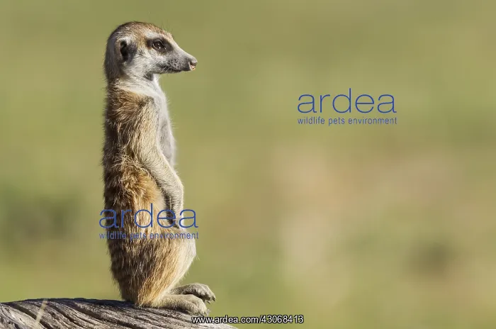: Suricate - also called Meerkat - guard on the lookout : Suricate - also called Meerkat - guard on the lookout