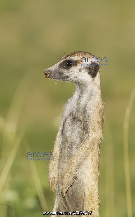 : Suricate - also called Meerkat - guard on the lookout : Suricate - also called Meerkat - guard on the lookout