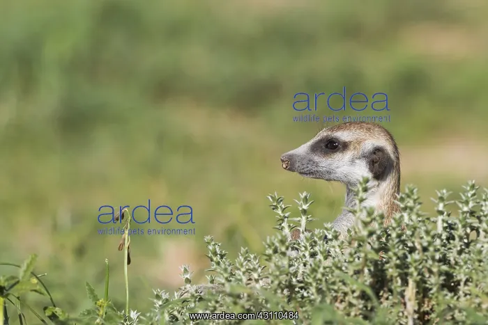 : Suricate - also called Meerkat - guard on the lookout : Suricate - also called Meerkat - guard on the lookout