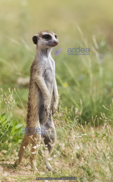 : Suricate - also called Meerkat - guard on the lookout : Suricate - also called Meerkat - guard on the lookout