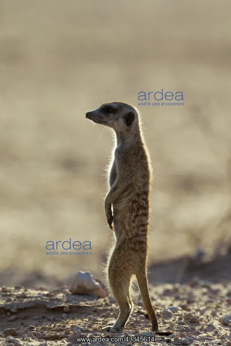 : Suricate. Also called Meerkat. Guard on the lookout : Suricate. Also called Meerkat. Guard on the lookout