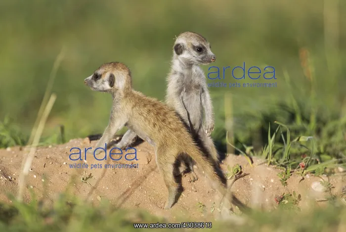 : Suricate - also called Meerkat - two young at their : Suricate - also called Meerkat - two young at their