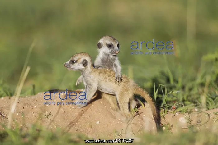 : Suricate - also called Meerkat - two young at their : Suricate - also called Meerkat - two young at their