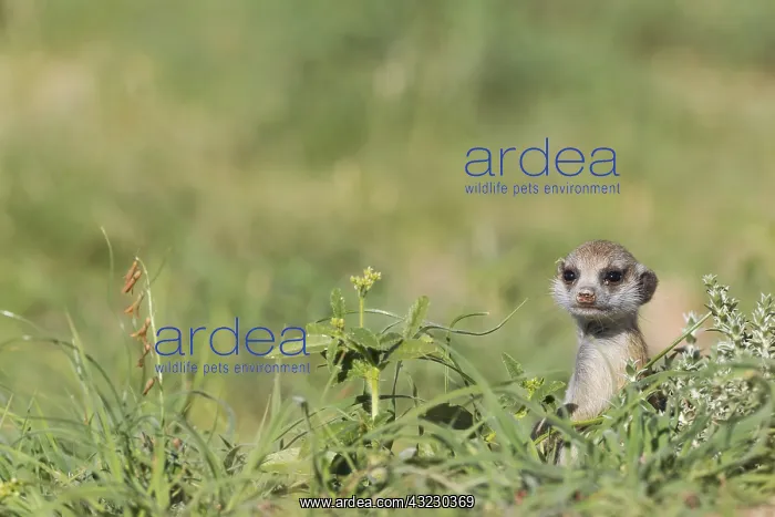 : Suricate - also called Meerkat - young - during : Suricate - also called Meerkat - young - during