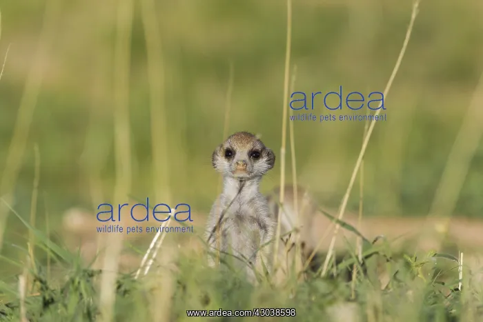 : Suricate - also called Meerkat - young on the lookout : Suricate - also called Meerkat - young on the lookout