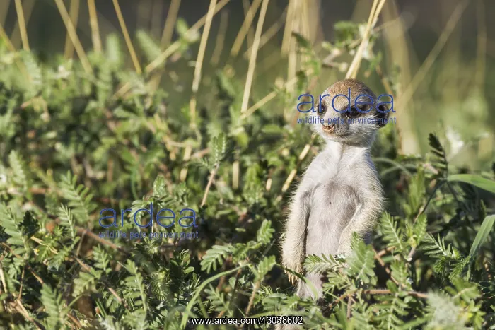  : Suricate - also called Meerkat - young on the lookout