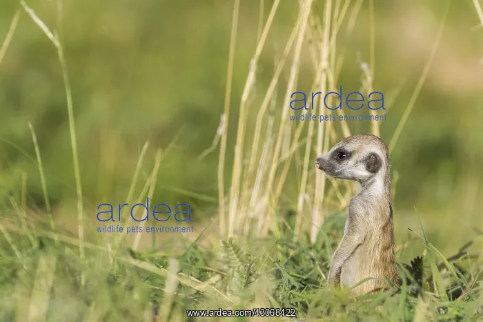 : Suricate - also called Meerkat - young on the lookout : Suricate - also called Meerkat - young on the lookout