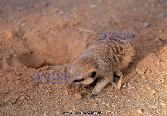 : Suricate - Eating solifuge / wind scorpion / sun : Suricate - Eating solifuge / wind scorpion / sun