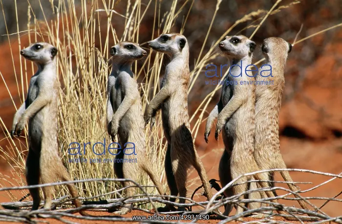 : Suricate - group on the look-out : Suricate - group on the look-out