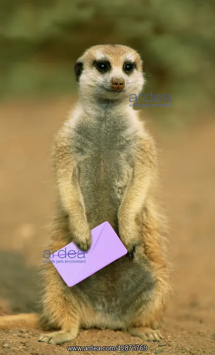 : Suricate - guard on the look-out with letter : Suricate - guard on the look-out with letter