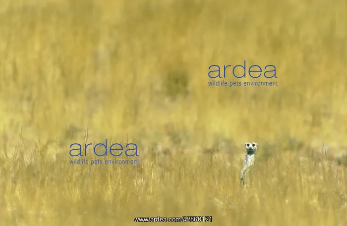 : Suricate - Guard on the lookout amidst bushman : Suricate - Guard on the lookout amidst bushman