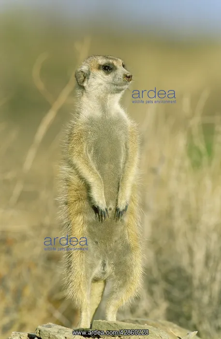 : Suricate - guard on the lookout at the edge of the burrow : Suricate - guard on the lookout at the edge of the burrow