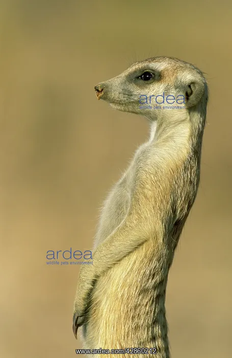 : Suricate - on the lookout in the vicinity of its burrow : Suricate - on the lookout in the vicinity of its burrow