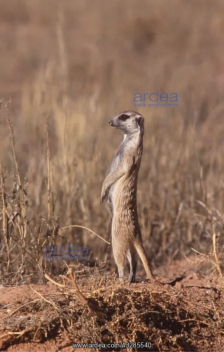 : Suricate / Meerkat : Suricate / Meerkat