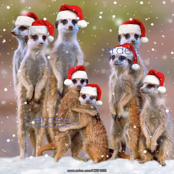 : Suricate / Meerkat : Suricate / Meerkat