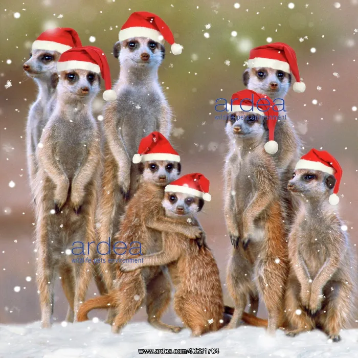 : Suricate / Meerkat : Suricate / Meerkat