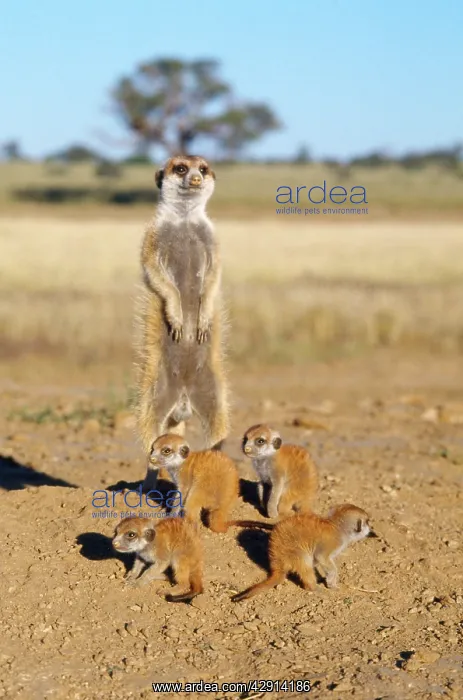 : Suricate / Meerkat - babysitter and young : Suricate / Meerkat - babysitter and young