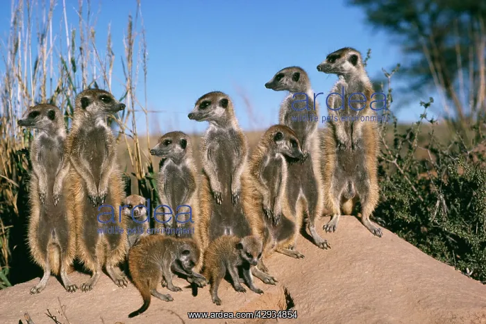 : Suricate / Meerkat - Bathe in sunshine : Suricate / Meerkat - Bathe in sunshine
