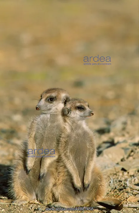 : Suricate / Meerkat - two different aged young on : Suricate / Meerkat - two different aged young on