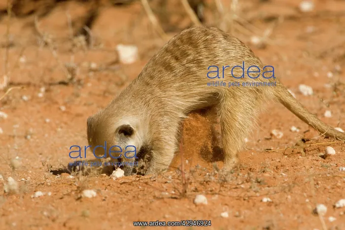 : Suricate / Meerkat - Digging for food in the form : Suricate / Meerkat - Digging for food in the form