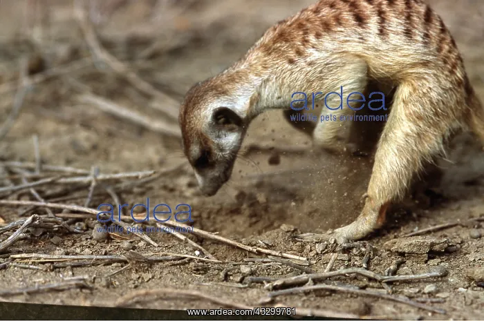 : Suricate / Meerkat - Digging for grubs : Suricate / Meerkat - Digging for grubs