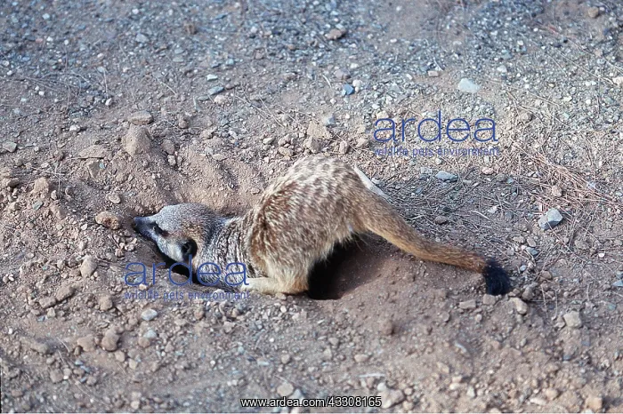 : Suricate / Meerkat - Digging out solifuge : Suricate / Meerkat - Digging out solifuge