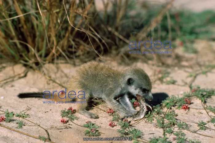 : Suricate / Meerkat - eating Gecko given by nursemaid : Suricate / Meerkat - eating Gecko given by nursemaid