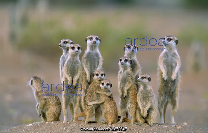 : SURICATE / Meerkat - Family with young on lookout : SURICATE / Meerkat - Family with young on lookout