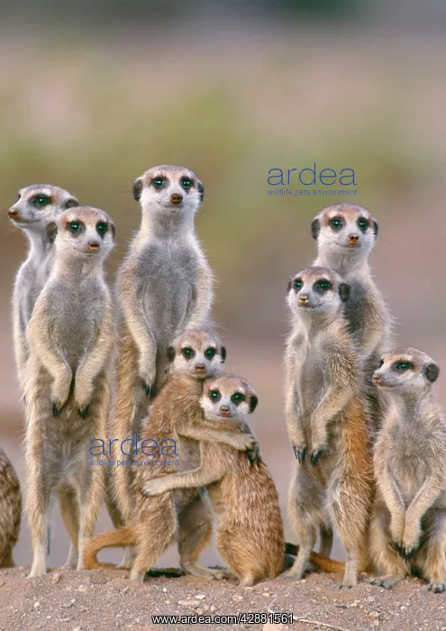 : Suricate / Meerkat - family with young on the lookout : Suricate / Meerkat - family with young on the lookout