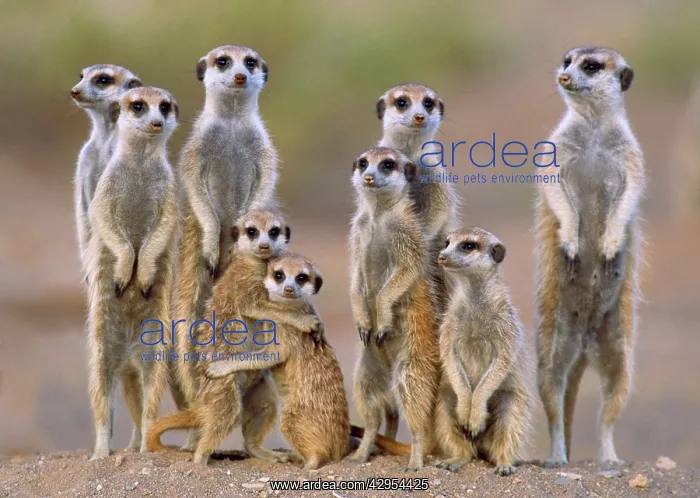 : Suricate / Meerkat - family with young on the lookout : Suricate / Meerkat - family with young on the lookout
