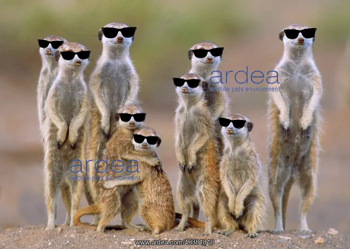 : Suricate / Meerkat - family with young on the lookout : Suricate / Meerkat - family with young on the lookout