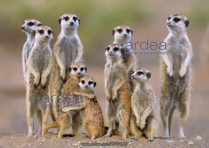 : Suricate / Meerkat - family with young on the lookout : Suricate / Meerkat - family with young on the lookout