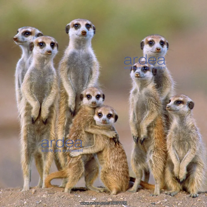 : Suricate / Meerkat - family with young on the lookout : Suricate / Meerkat - family with young on the lookout