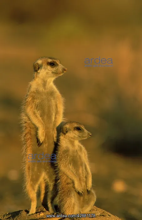 : Suricate / Meerkat - Female with young on the lookout : Suricate / Meerkat - Female with young on the lookout