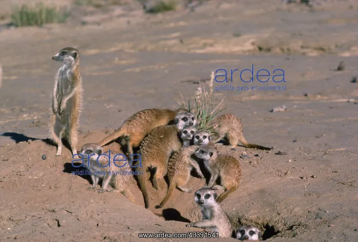 : Suricate / Meerkat - group emerging from hole after : Suricate / Meerkat - group emerging from hole after
