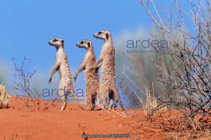 : SURICATE / Meerkat - group on the look-out : SURICATE / Meerkat - group on the look-out
