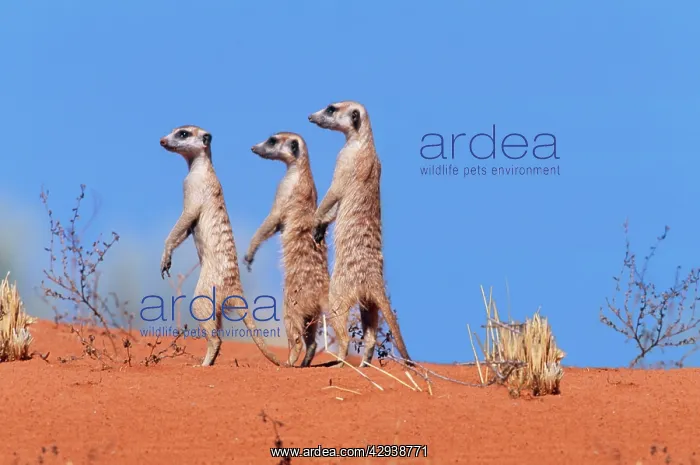 : Suricate / Meerkat - Group on the look-out : Suricate / Meerkat - Group on the look-out