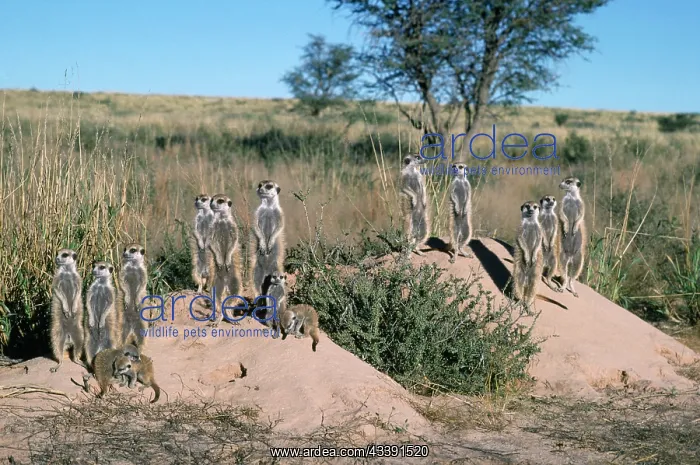 : Suricate / Meerkat - group, sunbathing in first light : Suricate / Meerkat - group, sunbathing in first light