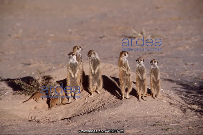 : Suricate / Meerkat - group sunning : Suricate / Meerkat - group sunning