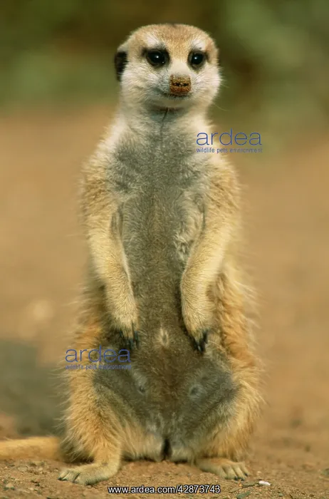 : Suricate / Meerkat - guard on look-out : Suricate / Meerkat - guard on look-out