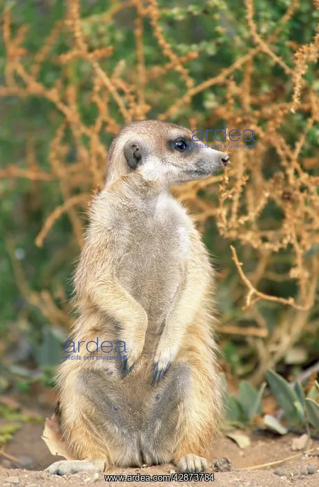 : Suricate / Meerkat - guard on look-out : Suricate / Meerkat - guard on look-out