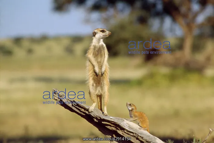 : Suricate / Meerkat - guard on look-out : Suricate / Meerkat - guard on look-out