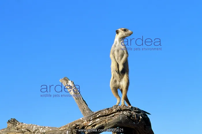 : Suricate / Meerkat - guard on look-out : Suricate / Meerkat - guard on look-out