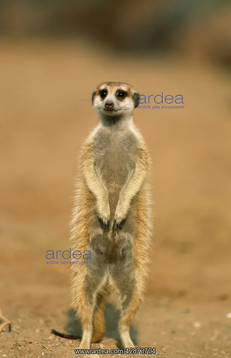 : Suricate / Meerkat - guard on look-out, sentry : Suricate / Meerkat - guard on look-out, sentry